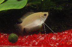 �S�[���f���n�j�[�h���[�t�O���~�[�̎ʐ^