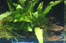 �~�N���\���E���̎ʐ^