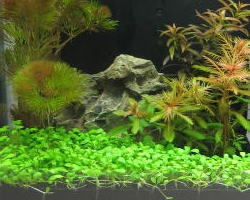 �����̐����Z�b�g�u�`�Z�b�g�v