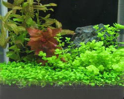 �����̐����Z�b�g�u�b�Z�b�g�v