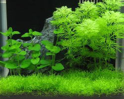 �����̐����Z�b�g�u�c�Z�b�g�v