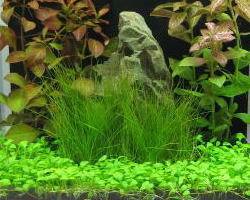 �����̐����Z�b�g�u�d�Z�b�g�v