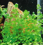 ���[�W�p�[���̎ʐ^