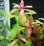 �n�C�O�����U�G�̎ʐ^