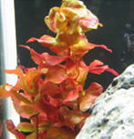 ���b�h���[�t�o�R�o�̎ʐ^